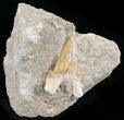 Large, Otodus Shark Tooth Fossil In Rock #24897-1